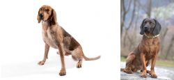 Coonhound vs Bavarian Mountain Hound - Breed Comparison