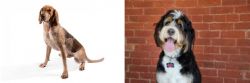 Coonhound vs Bernedoodle - Breed Comparison