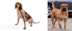 Coonhound vs Boerboel - Breed Comparison