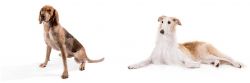 Coonhound vs Borzoi - Breed Comparison