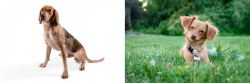 Coonhound vs Chiweenie - Breed Comparison