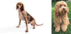 Coonhound vs Cockapoo - Breed Comparison