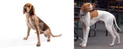 Coonhound vs English Pointer - Breed Comparison