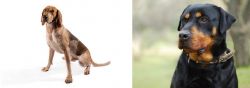 Coonhound vs Rottweiler - Breed Comparison