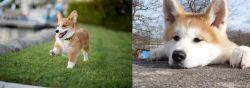 Corgi vs Akita - Breed Comparison