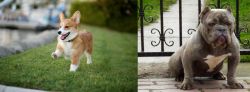 Corgi vs American Bully - Breed Comparison