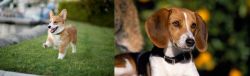 Corgi vs American Foxhound - Breed Comparison