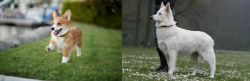 Corgi vs Berger Blanc Suisse - Breed Comparison
