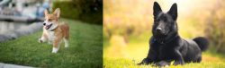 Corgi vs Black Norwegian Elkhound - Breed Comparison