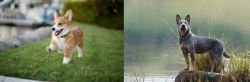 Corgi vs Blue Healer - Breed Comparison