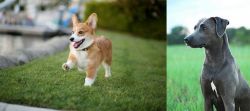 Corgi vs Blue Lacy - Breed Comparison