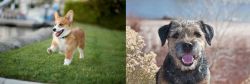 Corgi vs Border Terrier - Breed Comparison