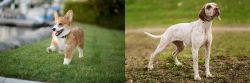 Corgi vs Braque du Bourbonnais - Breed Comparison