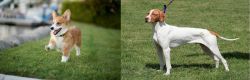 Corgi vs Braque Saint-Germain - Breed Comparison