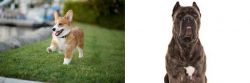 Corgi vs Cane Corso - Breed Comparison