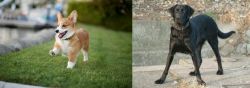 Corgi vs Cao de Castro Laboreiro - Breed Comparison