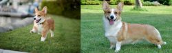 Corgi vs Cardigan Welsh Corgi - Breed Comparison