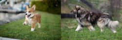 Corgi vs Carpatin - Breed Comparison