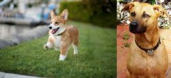 Corgi vs Combai - Breed Comparison