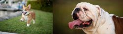Corgi vs English Bulldog - Breed Comparison