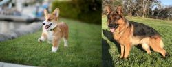 Corgi vs German Shepherd - Breed Comparison