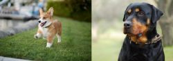Corgi vs Rottweiler - Breed Comparison