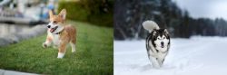 Corgi vs Siberian Husky - Breed Comparison