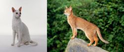 Cornish Rex vs Abyssinian - Breed Comparison