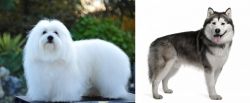 Coton De Tulear vs Alaskan Malamute - Breed Comparison