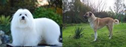 Coton De Tulear vs Anatolian Shepherd - Breed Comparison