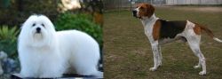 Coton De Tulear vs Anglo-Francais de Petite Venerie - Breed Comparison
