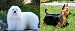 Coton De Tulear vs Australian Silky Terrier - Breed Comparison