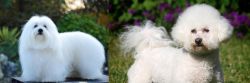 Coton De Tulear vs Bichon Frise - Breed Comparison