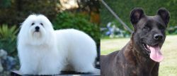 Coton De Tulear vs Cao Fila de Sao Miguel - Breed Comparison