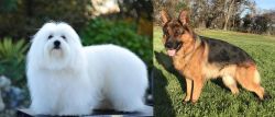 Coton De Tulear vs German Shepherd - Breed Comparison