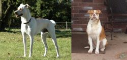 Cretan Hound vs Alapaha Blue Blood Bulldog - Breed Comparison