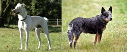 Cretan Hound vs Austrailian Blue Heeler - Breed Comparison