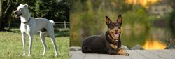 Cretan Hound vs Australian Kelpie - Breed Comparison