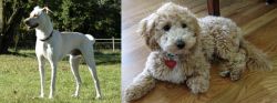Cretan Hound vs Bichonpoo - Breed Comparison
