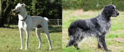 Cretan Hound vs Blue Picardy Spaniel - Breed Comparison
