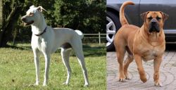 Cretan Hound vs Boerboel - Breed Comparison