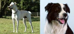 Cretan Hound vs Border Collie - Breed Comparison
