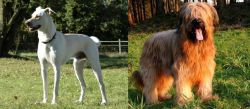 Cretan Hound vs Briard - Breed Comparison