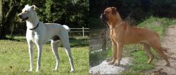 Cretan Hound vs Bullmastiff - Breed Comparison