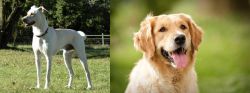 Cretan Hound vs Golden Retriever - Breed Comparison