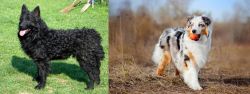 Croatian Sheepdog vs Australian Shepherd - Breed Comparison