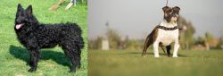 Croatian Sheepdog vs Bantam Bulldog - Breed Comparison