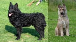 Croatian Sheepdog vs Belgian Shepherd Dog (Laekenois) - Breed Comparison