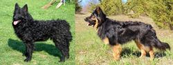 Croatian Sheepdog vs Bohemian Shepherd - Breed Comparison