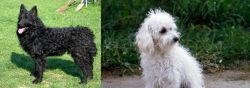 Croatian Sheepdog vs Bolognese - Breed Comparison